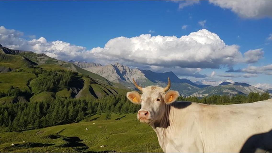 Gite Le Pelens Saint-Martin-dʼEntraunes Dış mekan fotoğraf